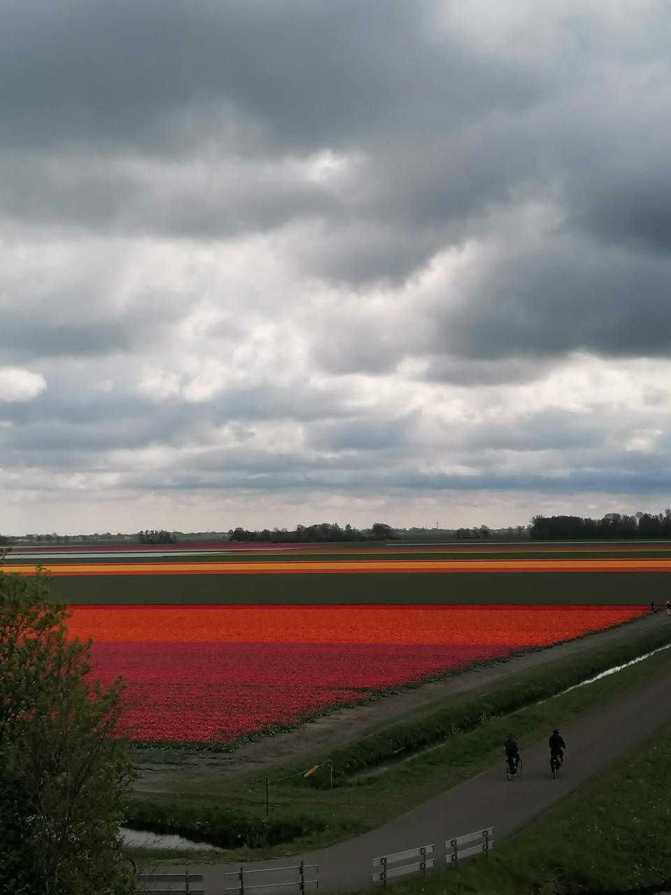 tulpenvelden met bewolking