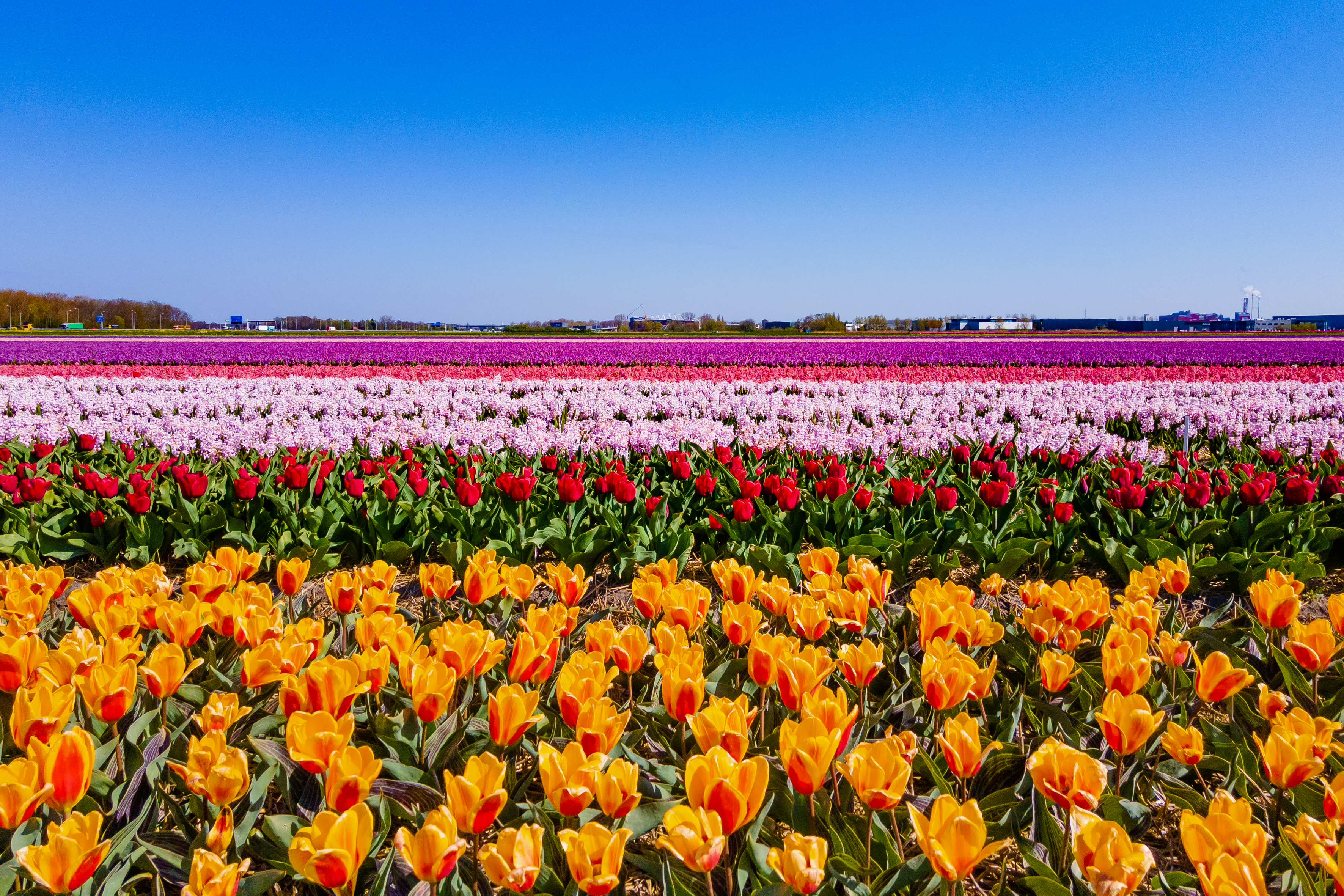 Tulpenveld met oranje, rode, licht roze en donker roze tulpen