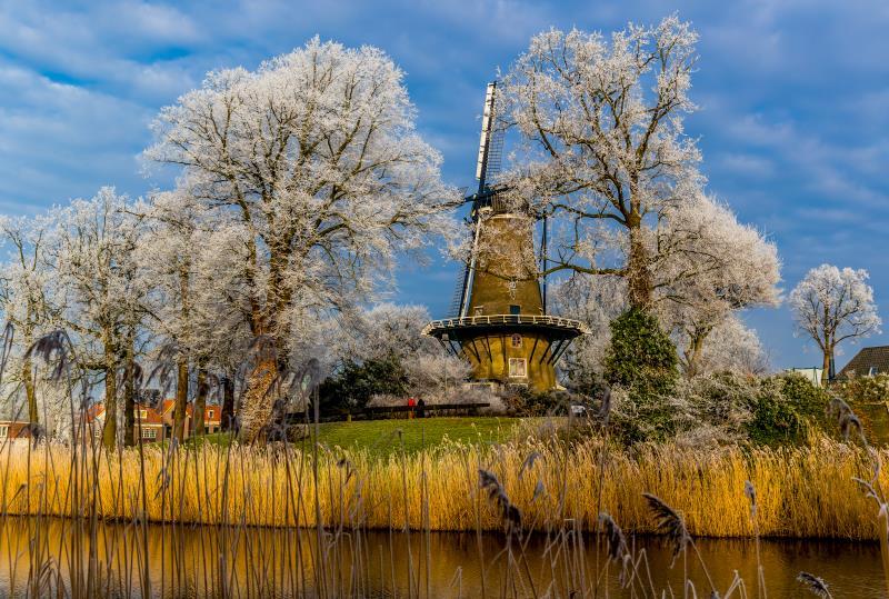 Molen van piet met bomen met witte bladeren