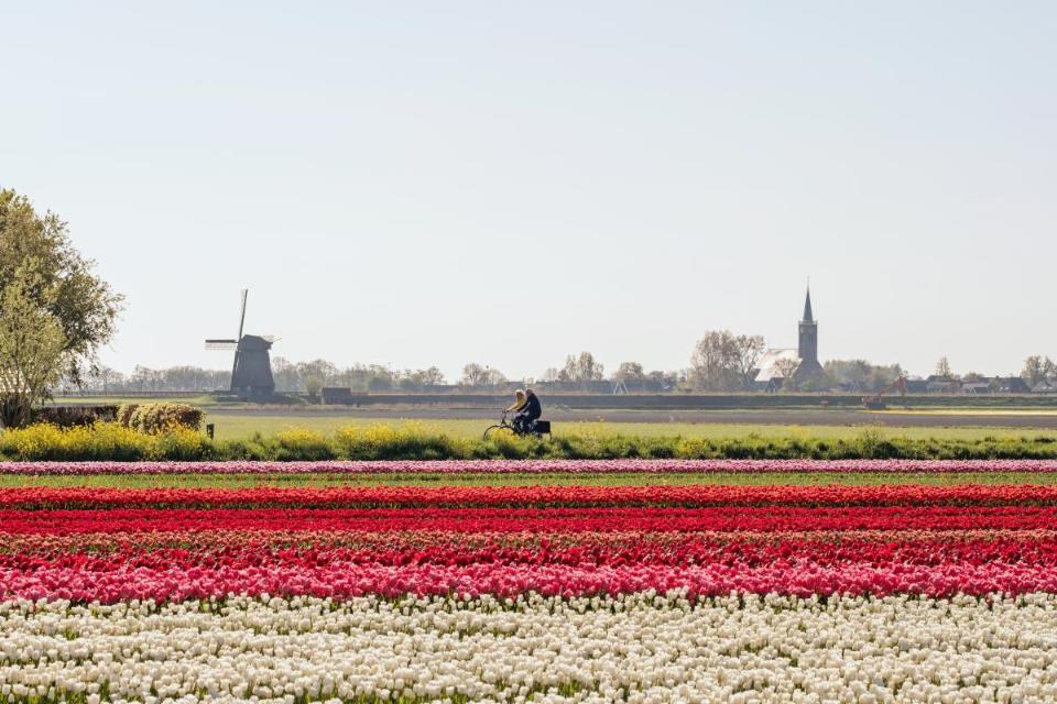 Fietsen in tulpenveld in Land van Leeghwater