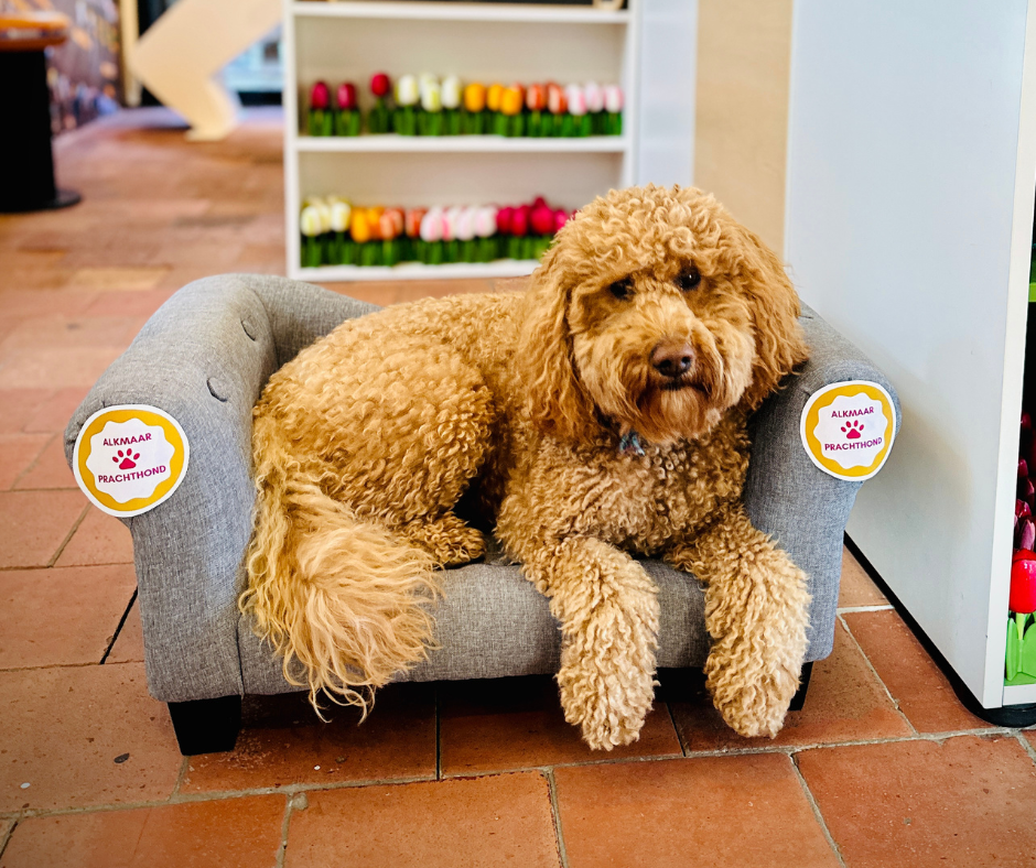 Hond in de hondenmand