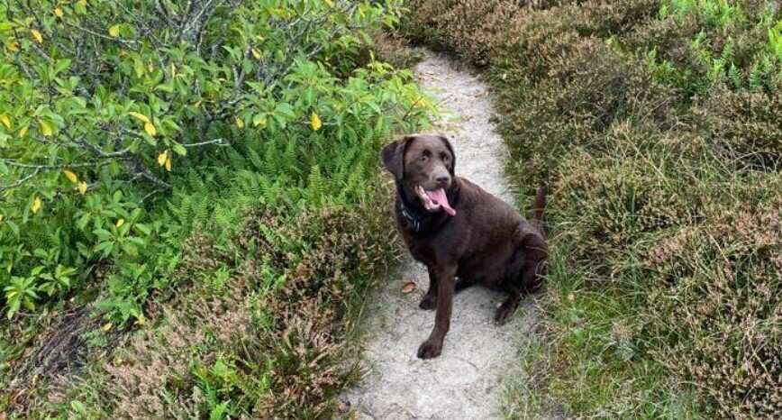 Hond in de duinen op een looppad