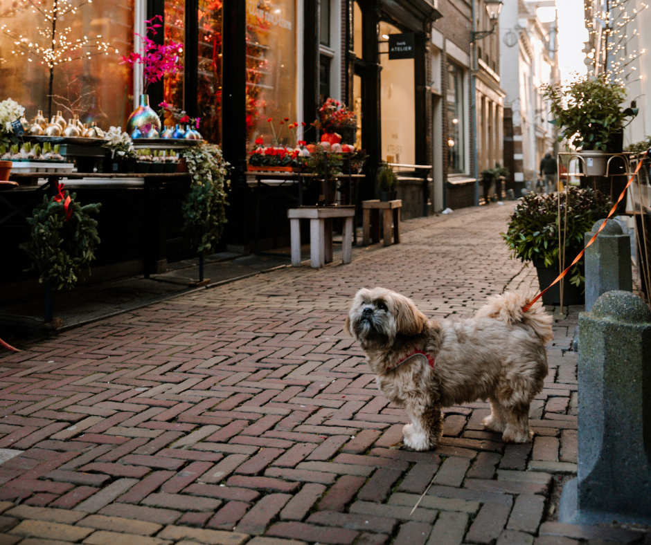 hond in de winkelstraat van Alkmaar