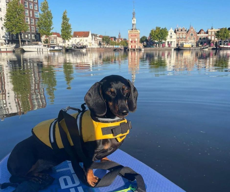 Hond op een sup met op de achtergrond Alkmaar