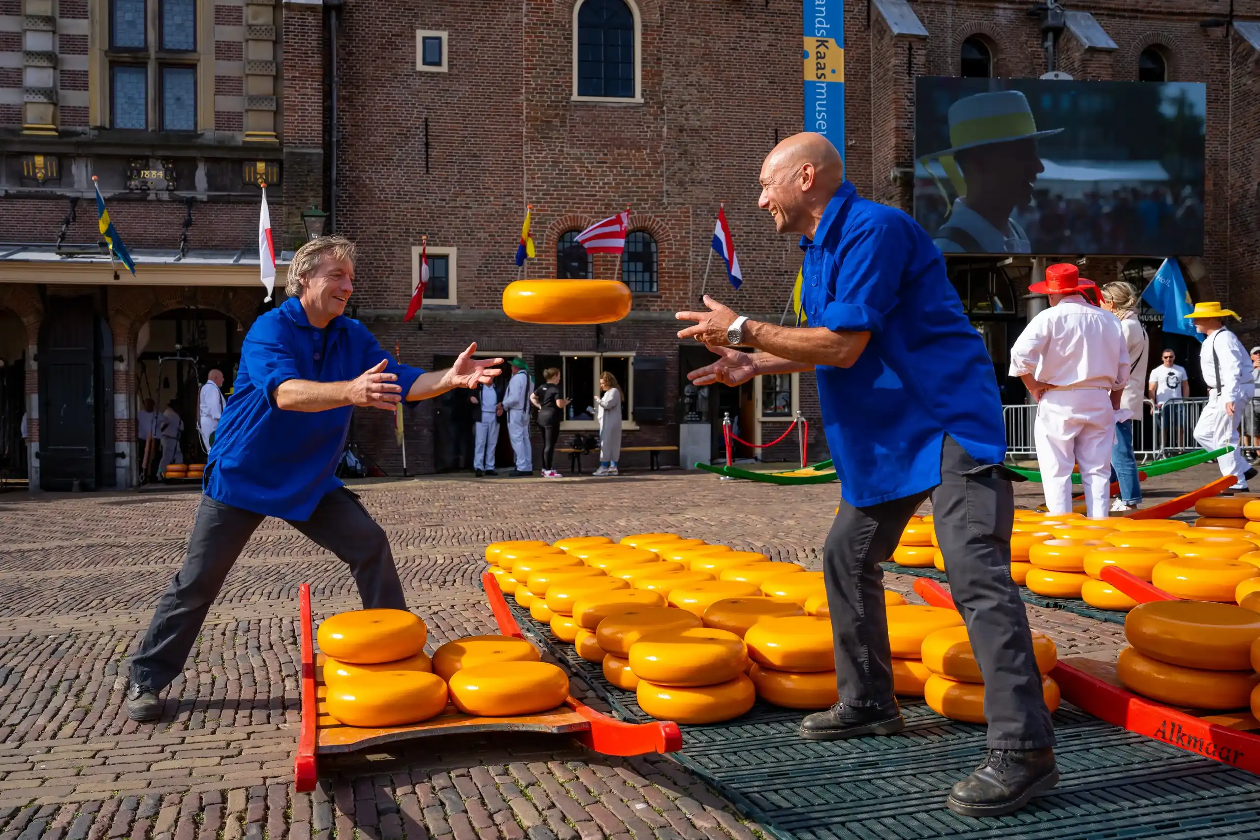 Kaaszetters gooien een grote ronde kaas over op de kaasmarkt in Alkmaar